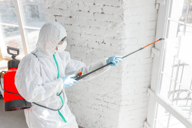 Best Mold removal after water damage  in Island Heights, NJ