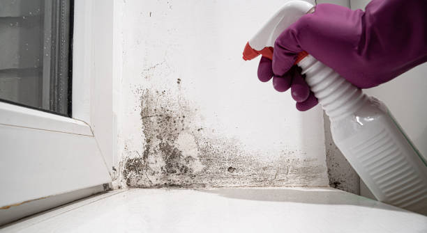 Best 24/7 water damage repair  in Island Heights, NJ